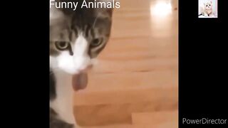 Funny cats and dogs Funny Animals