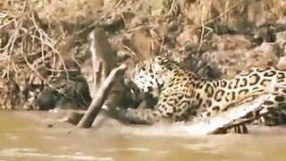 Wild animal Leopard v/s Crocodile