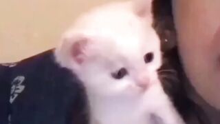 beautiful kitten