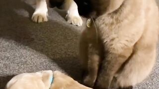 Cute pets