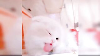 Funny cats baby cats cute and funny cat video???? #cats