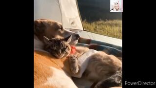 Funny cats and dogs