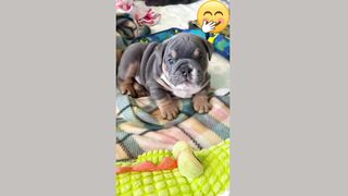 Pitbull pet's childhood and now