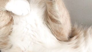 Funny cat,cute cat