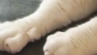 Cats and dogs funny video ????