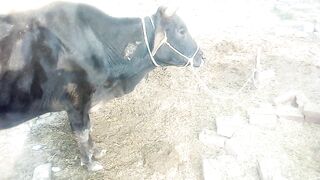 Animal / cow video