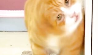 Cute cat video ! Funny cats video