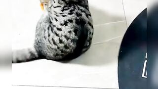 Cat vs duck funny fighting || duck vs cat fighting