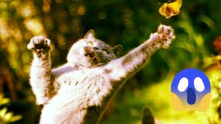 Best funny cats dogs | adorable funny anmile