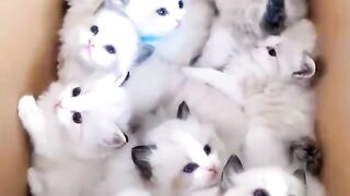 Baby cat video ! Cute baby cats video