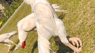 Attitude rooster|| white rooster||rooster voice
