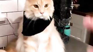 Cool kitty obeys tricks for tasty treats.