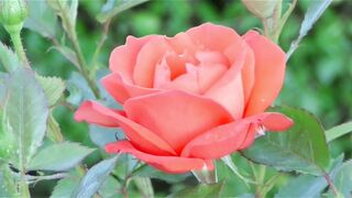 Natural Beautiful ???? Rose ???? beautiful place ultra video hd (naturalHD).