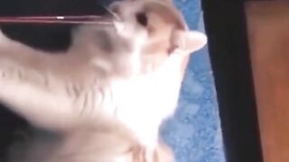 cat videos for cats to watch ! cat videos meowing