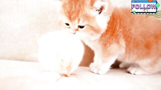 Kitten Walk With a tiny Chicken ????