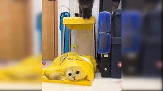Cute and funny cat video#1