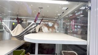 Cute cat???? in Japan