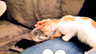 Cat drinking water mode@funny cat videos???