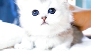 Cute kitten || funny kitten|| sweet kitty