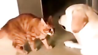 Cat And Dogs Funny Moments ? || Cat Loving Dog ?|| Funny Clip's