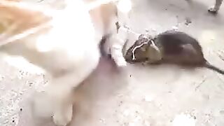 funny Cat comedy