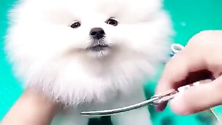 Very sweet small dog kid