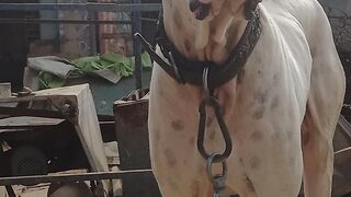 Pure Bully dog