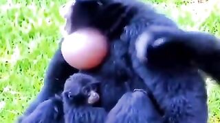 Amazing Monkey
