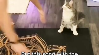 cat love