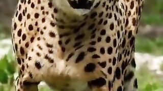 Cheetah