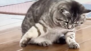 Best Funniest Videos 2023 ???? Cute Cats ???? and Funny Dogs