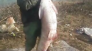 Large fish