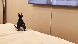 New cat latest funny 2023