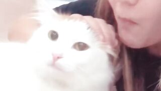 smart cat ????????????????????????