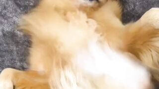 Dogs experiment