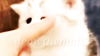 Cute Cats Video