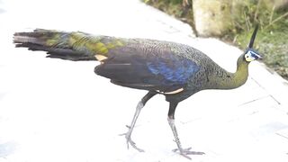Beautiful Peacocks in the World