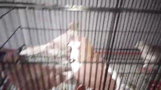 Mini zoo Gift || Sher mein dehat | laka kabootar gift