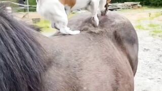 the dog troubled the horse