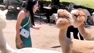 Funny video and funny animal short video vairul