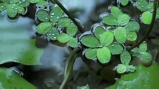 Beautiful rain view
