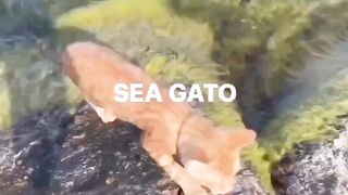 Cat in water