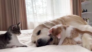 Funny Animal video
