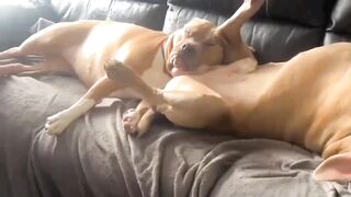 dogs relaxing