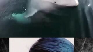BLUEGA WHALE REALITY????????????#shorts #short #reaction #febspotshorts