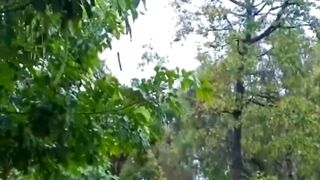Beautiful Greenery