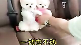Phốc Sốc Mini Dễ Thương #224 ???????????????? Pomeranian