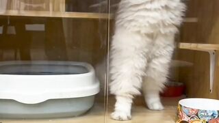 intelligent Cats video