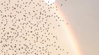 Beutiful scene walking with birds ????
