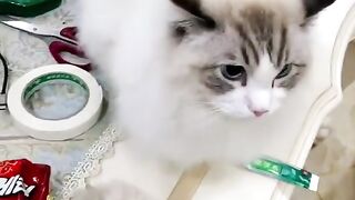 Cute cats